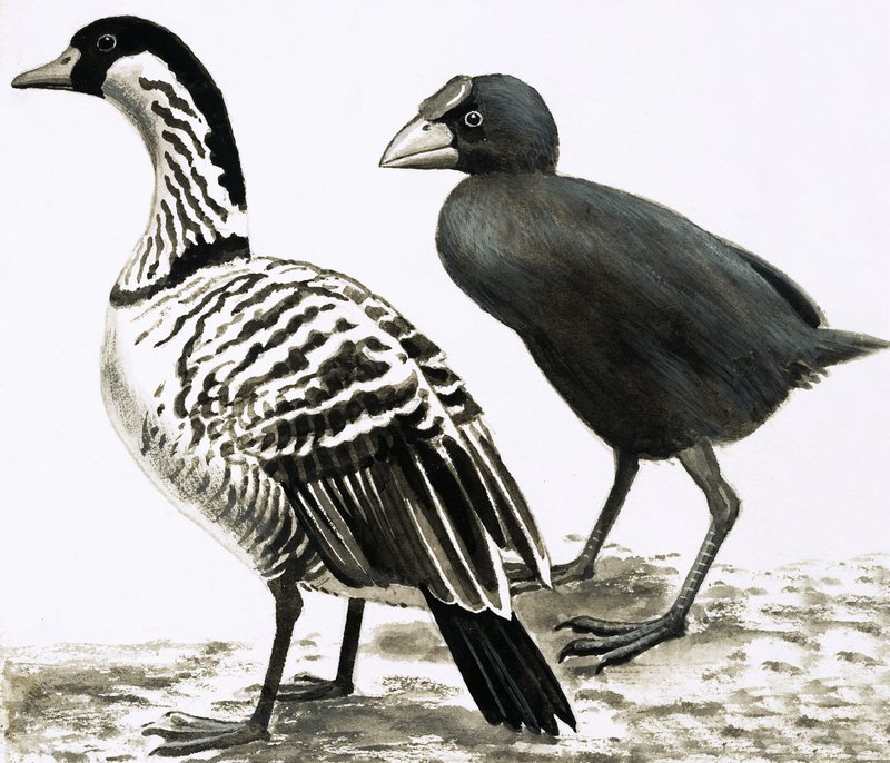 Der Ne-Ne oder Hawaiianische Gans und Takahe-Vogel von English School