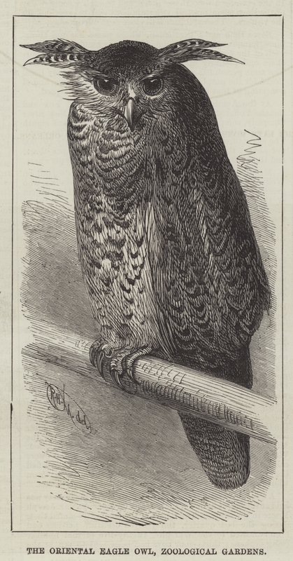 Der orientalische Uhu, Zoologische Gärten (Gravur) von English School