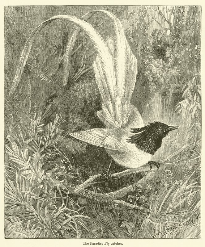 Der Paradiesvogel (Gravur) von English School