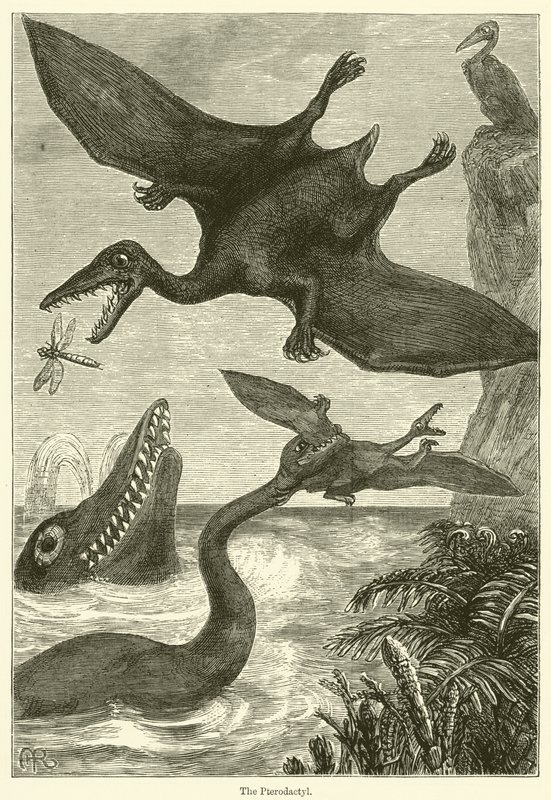 Der Pterodaktylus von English School