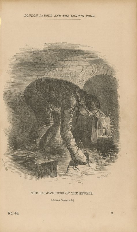 Die Rattenfänger der Abwasserkanäle von English School