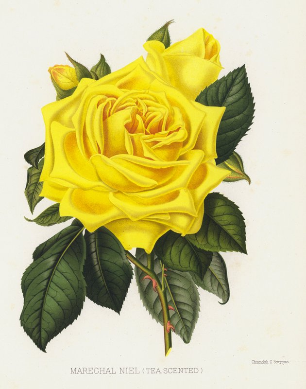Der Rosengarten: Marechal Niel, Teerose von English School