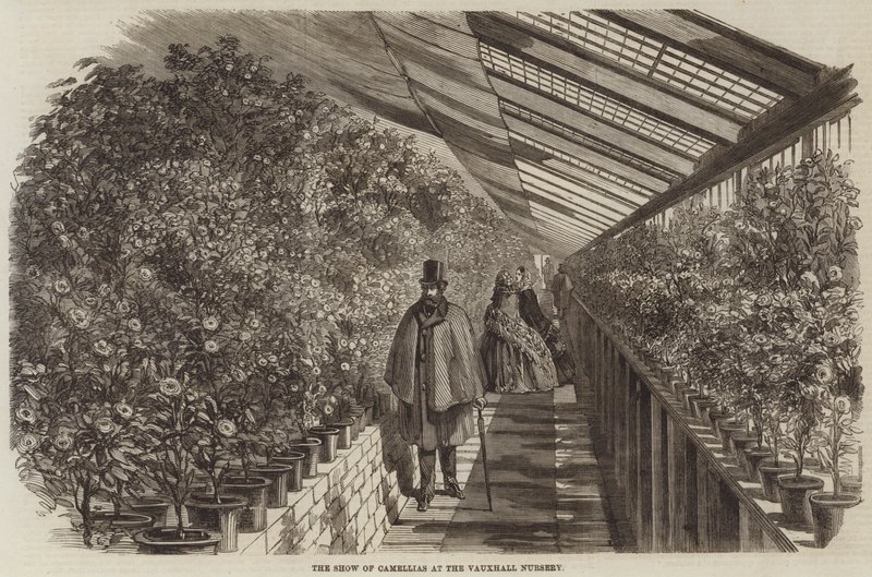 Die Kamelienausstellung in der Vauxhall-Gärtnerei (Stich) von English School
