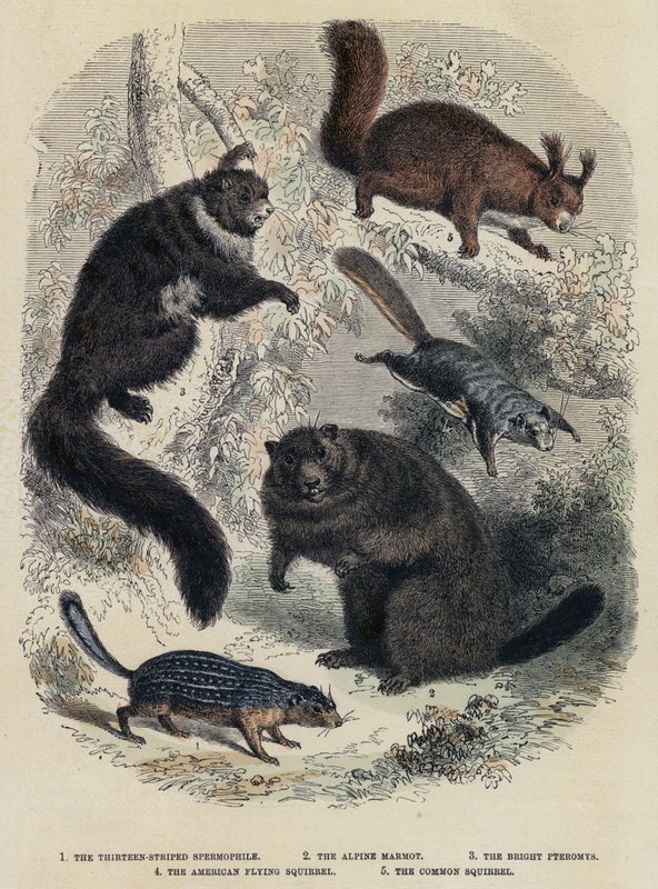 Der Dreizehnstreifige Spermophilus, Das Alpenmurmeltier, Der Helle Pteromys, Das Amerikanische Flughörnchen, Das Gemeine Eichhörnchen (kolorierte Gravur) von English School