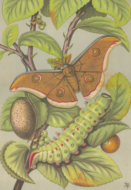 Der Tussar-Seidenwurm von Indien von English School