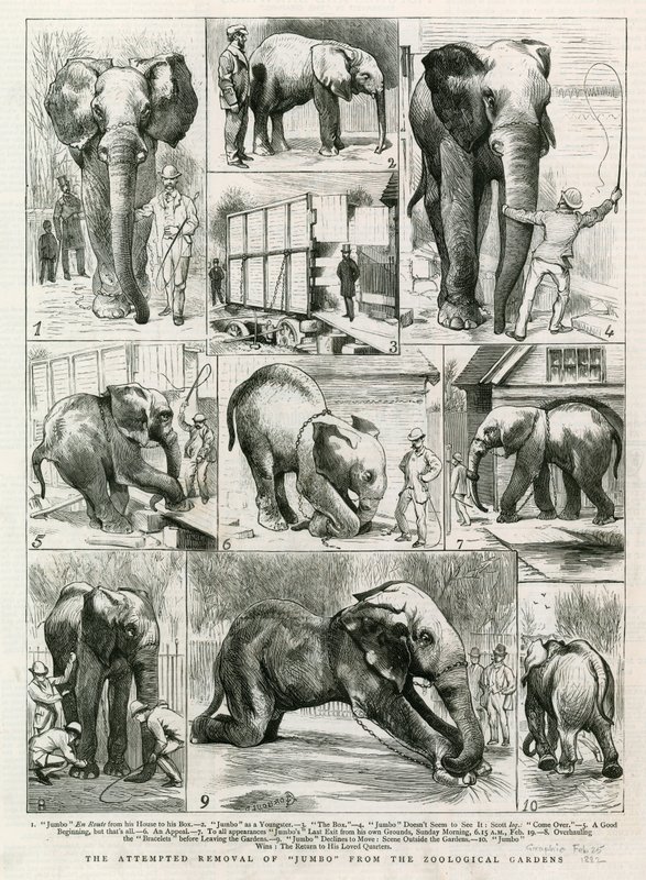 Der versuchte Abtransport von Jumbo aus den Zoologischen Gärten von English School
