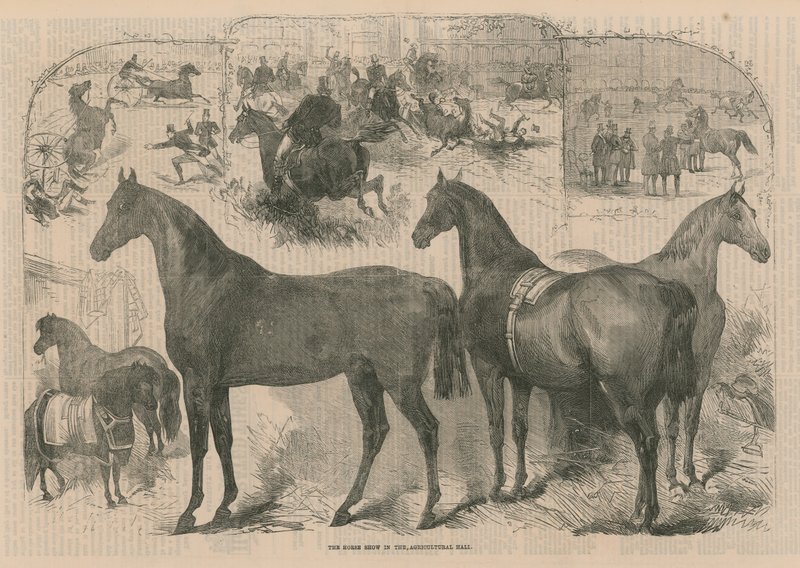 Die Pferdeschau in der Landwirtschaftshalle von English School