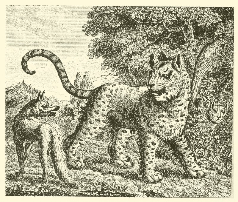 Der Leopard und der Fuchs von English School