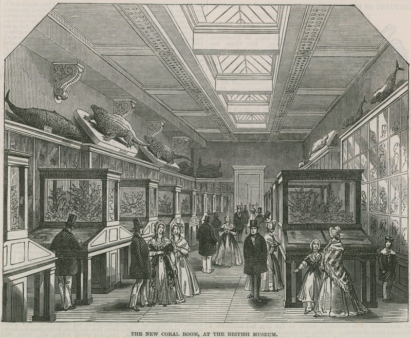 Der neue Korallenraum im British Museum von English School