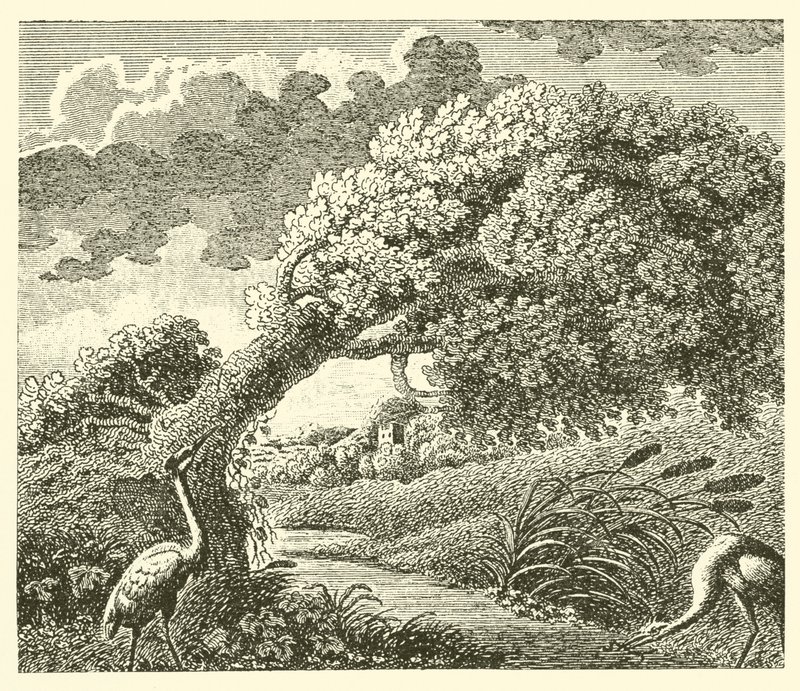 Die Eiche und das Schilfrohr von English School
