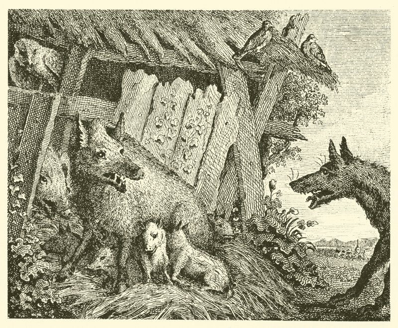 Die Sau und der Wolf von English School