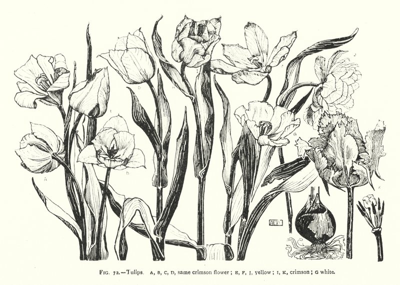 Tulpen; gleiche karminrote Blume; gelb; karminrot; weiß (Stich) von English School