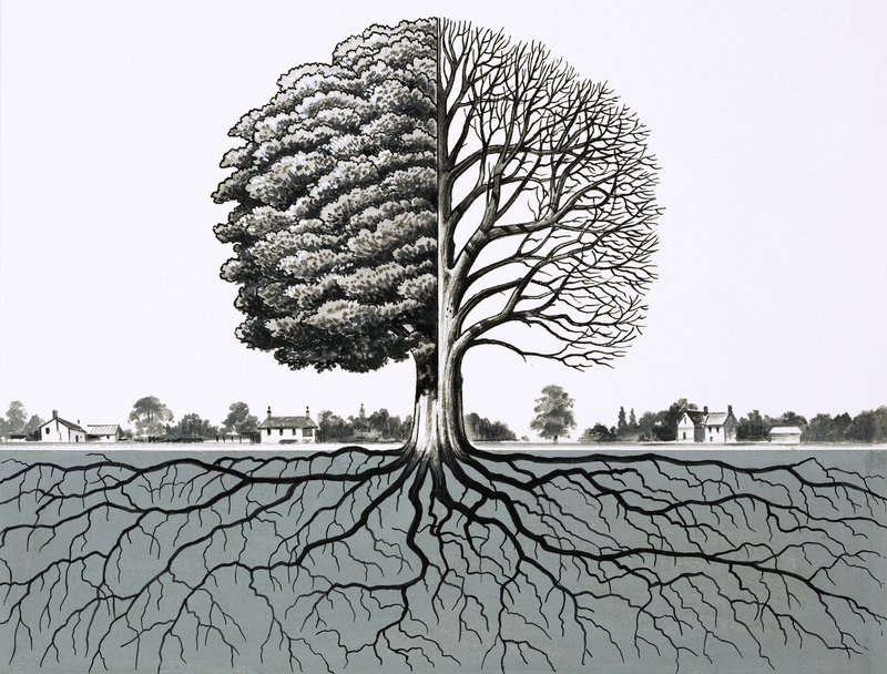 Unidentifizierter Baum, zeigt zur Hälfte ohne Blätter und Wurzelsystem von English School