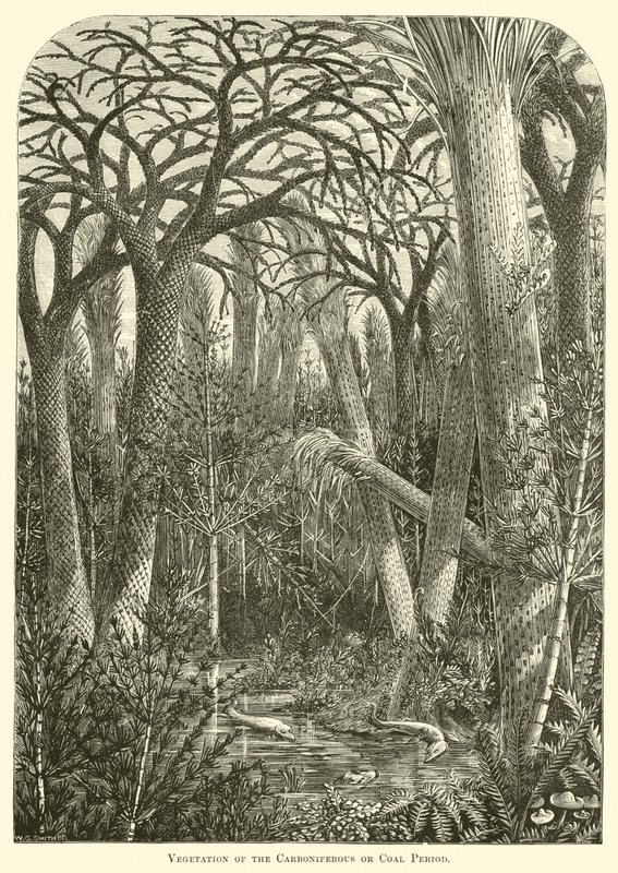 Vegetation der Karbon- oder Kohleperiode von English School