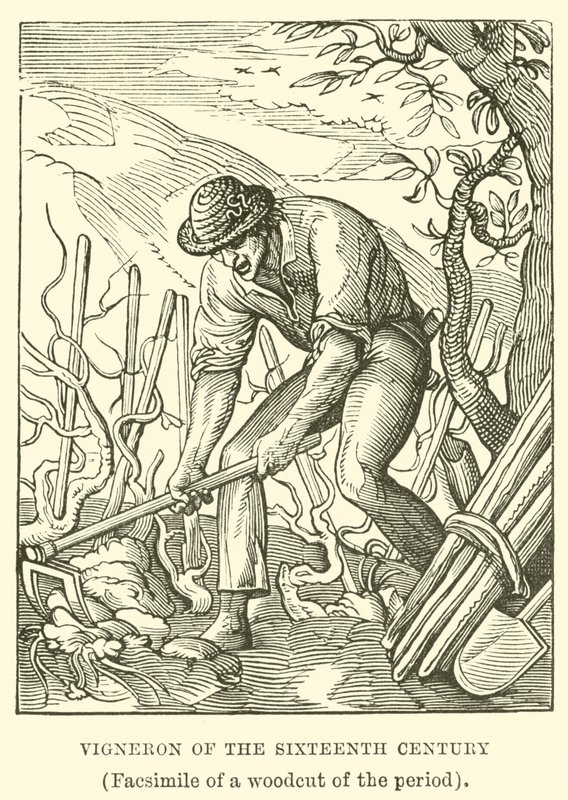 Weinbauer des sechzehnten Jahrhunderts von English School