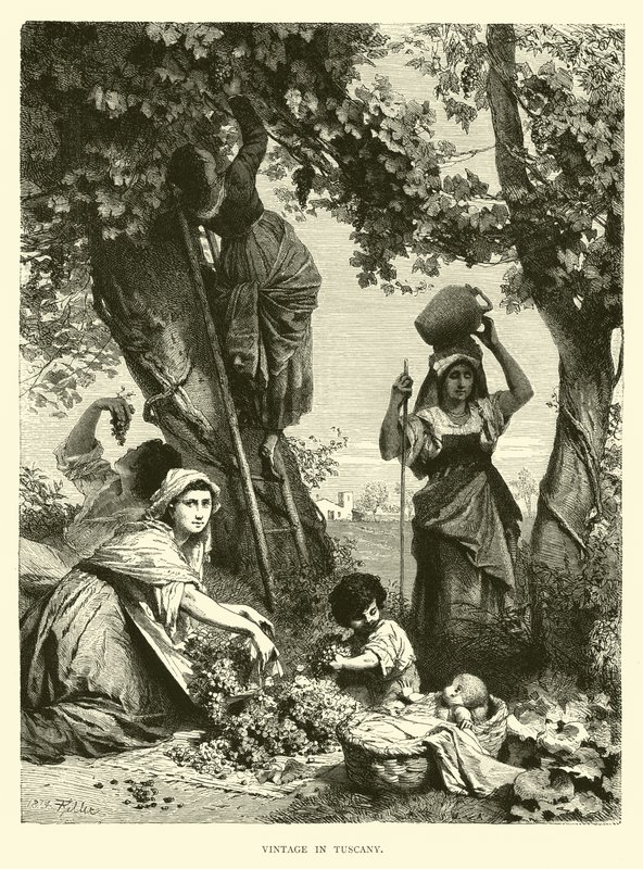 Weinlese in der Toskana von English School