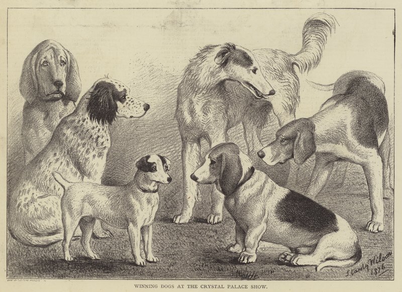 Gewinnende Hunde auf der Crystal Palace Show (Gravur) von English School
