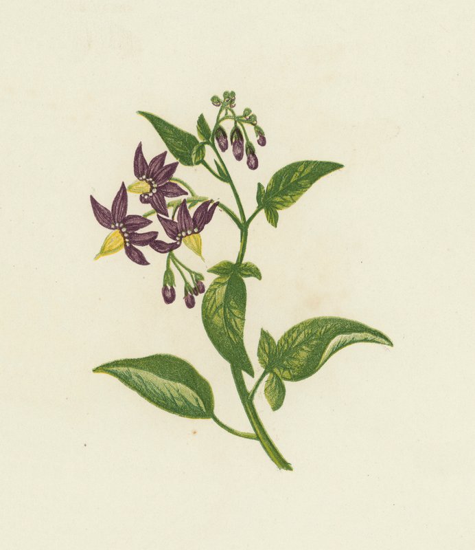 Bittersüßer Nachtschatten, Solanum Dulcamara von English School