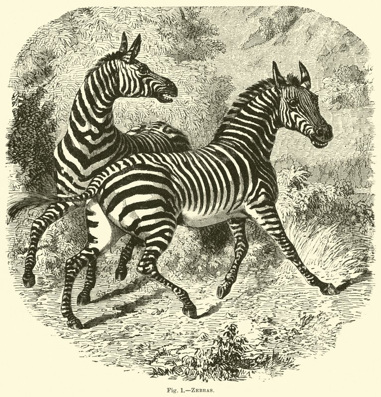 Zebras von English School