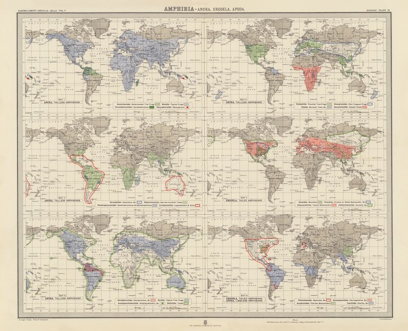 Zoogeographie: Amphibia, Anura, Urodela, Apoda (Farblithographie) von English School