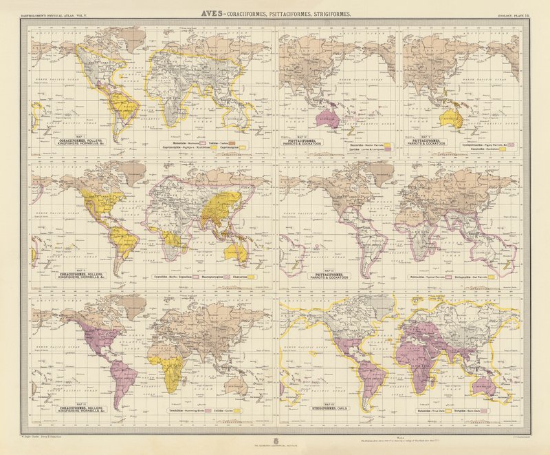 Zoogeographie: Aves, Rackenvögel, Papageienvögel, Eulen von English School