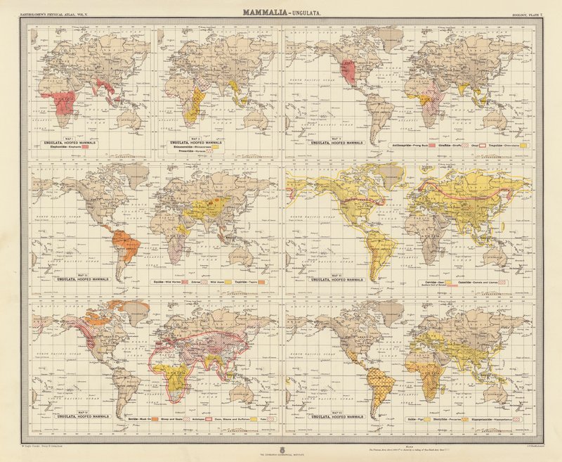 Zoogeographie: Säugetiere, Huftiere von English School