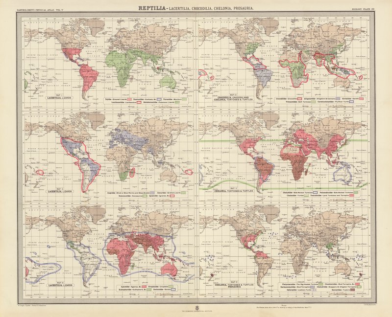 Zoogeographie: Reptilia, Lacertilia, Crocodilia, Chelonia, Prosauria von English School