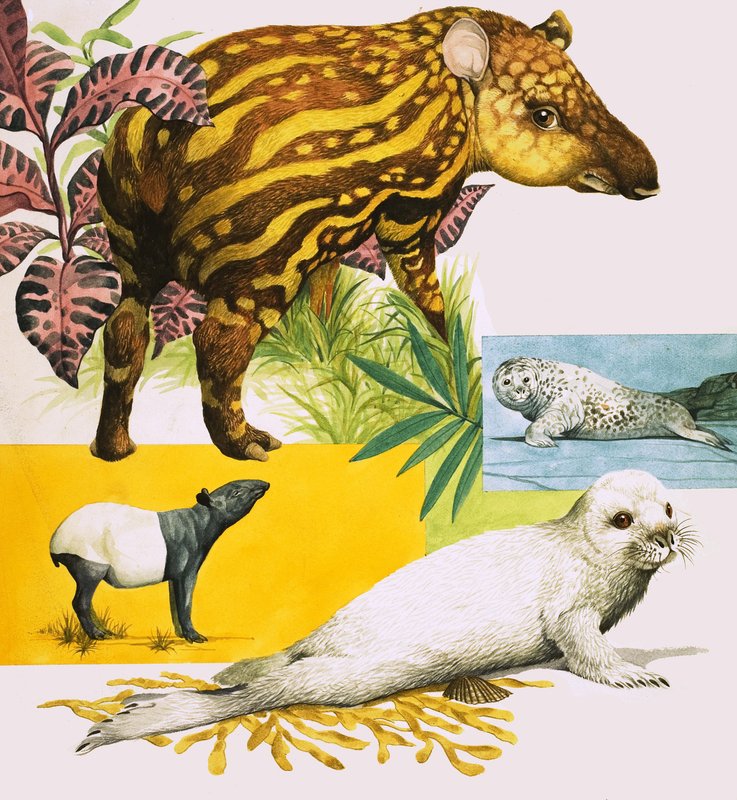 Der Malaiische Tapir und der Atlantische Graue Seehund von Eric Tansley