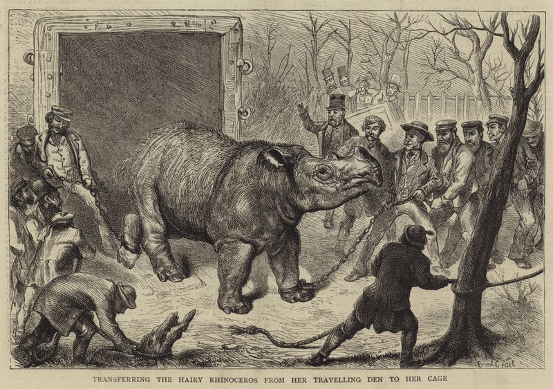 Überführung des behaarten Nashorns aus ihrem Reisekäfig in ihren Käfig von Ernest Henry Griset