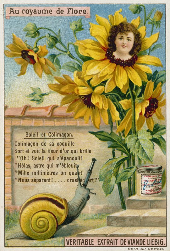 Sonnenblume und Schnecke von European School