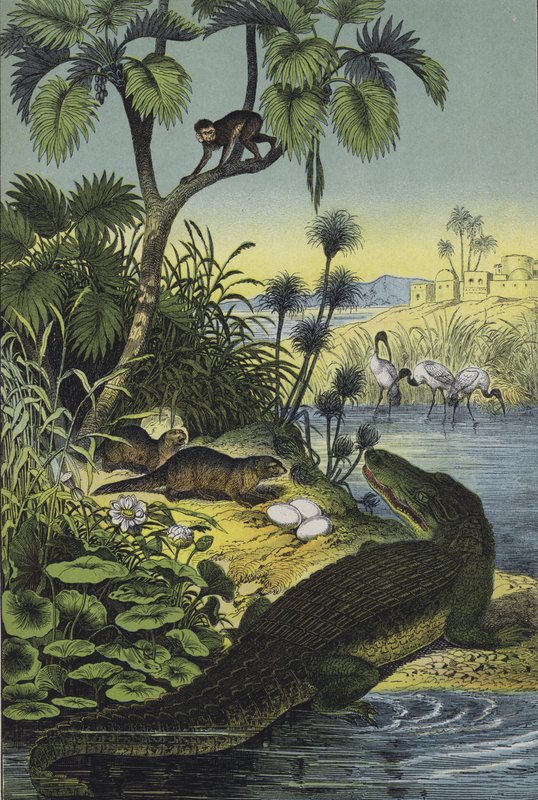 Tiere und Pflanzen des Niltals von European School