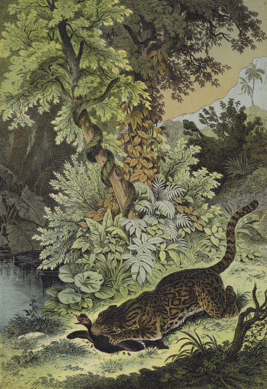 Tiere von Guiana von European School