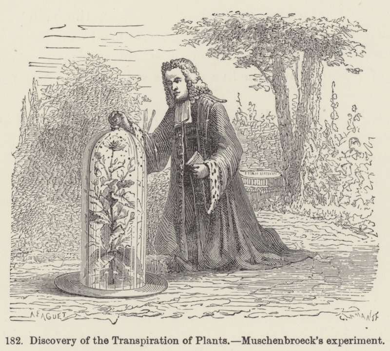 Entdeckung der Transpiration von Pflanzen, Muschenbroecks Experiment von European School