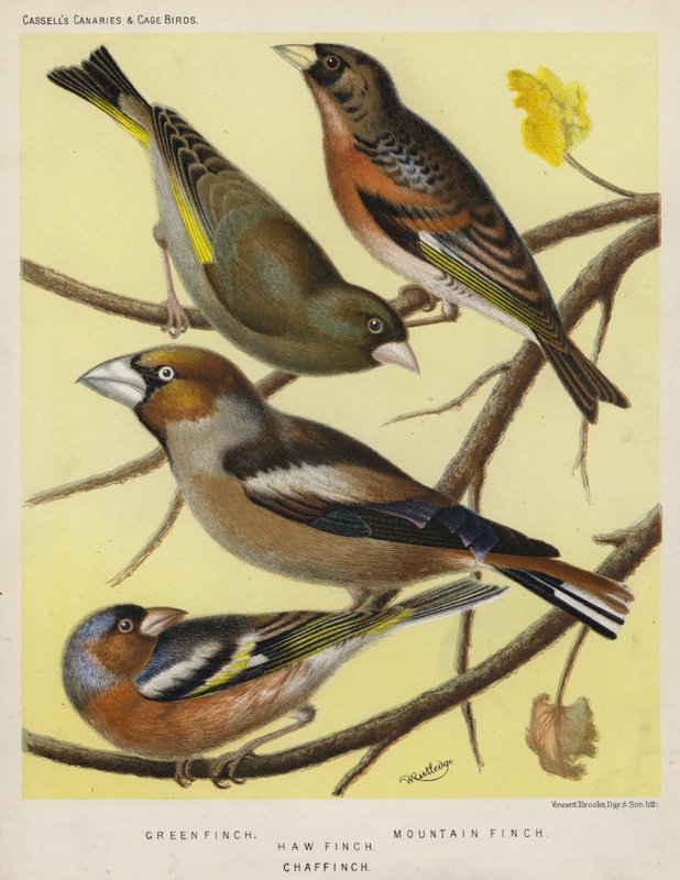 Grünfink, Bergfink, Kernbeißer, Buchfink (Farblithografie) von European School