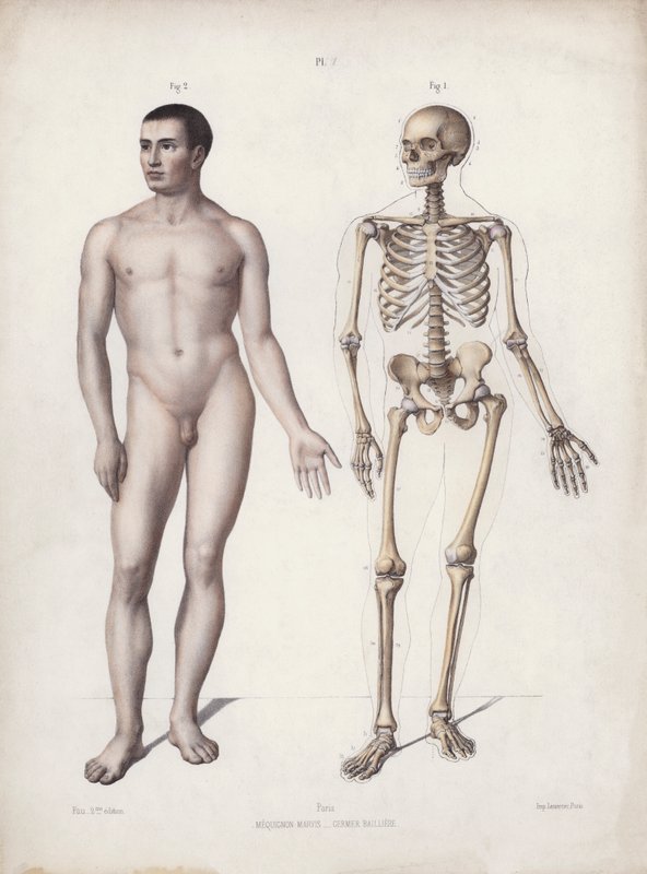 Illustration für Die Anatomie der äußeren Formen des Menschen: Stehender Mann von European School