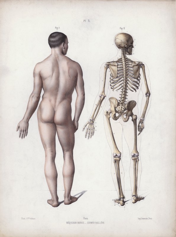 Illustration für Die Anatomie der äußeren Formen des Menschen: Mann stehend, Rückansicht von European School