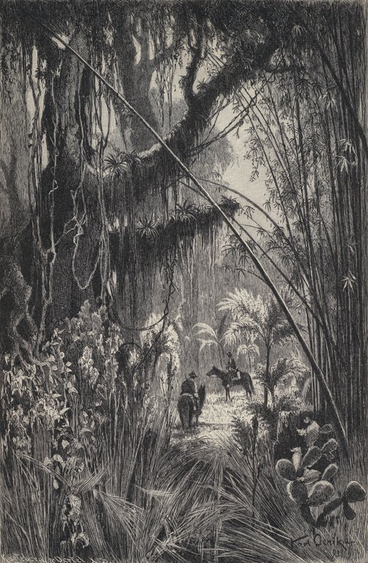 Dschungel in der Cordillera von Salta, Nordwest-Argentinien von European School
