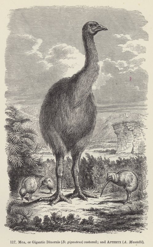 Moa oder gigantischer Dinornis (D giganteus) restauriert; und Apteryx, A Mantelli von European School