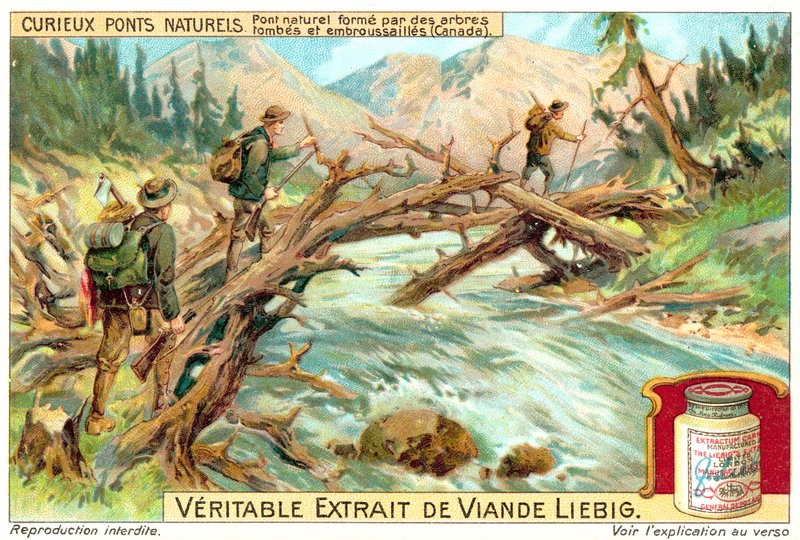 Natürliche Brücke aus umgestürzten und überwucherten Bäumen in Kanada von European School