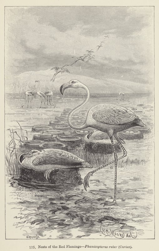 Nester des Roten Flamingos, Phoenicopterus ruber, Cuvier von European School