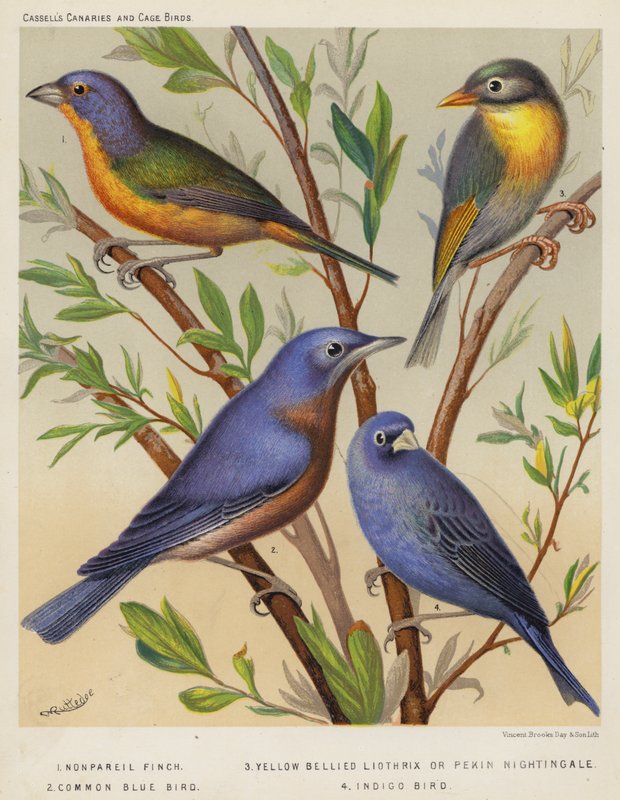 Nonpareil-Fink, Gelbbauch-Liothrix oder Pekin-Nachtigall, Gemeiner Blauvogel, Indigo-Vogel (Farblithografie) von European School