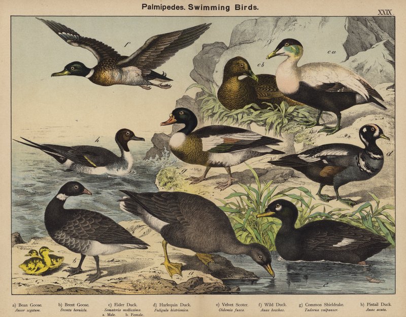 Palmipedes, Schwimmvögel von European School
