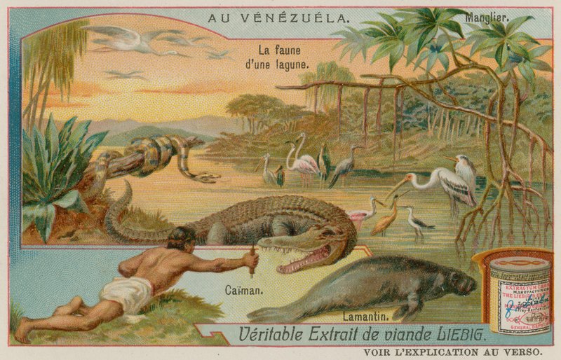 Die Kreaturen der Lagune mit einem Alligator und einer Seekuh und einem Mangrovenbaum von European School