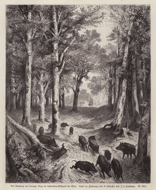 Wildschwein auf dem Lorenzer Berg im Kaiserpark in Wien, Österreich von European School