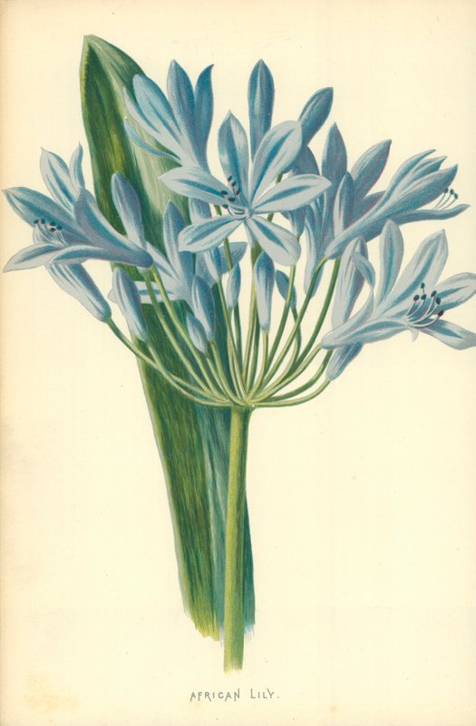 Afrikanische Lilie von Frederick Edward Hulme