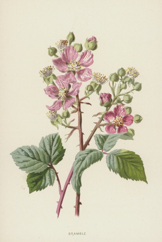 Brombeere von Frederick Edward Hulme