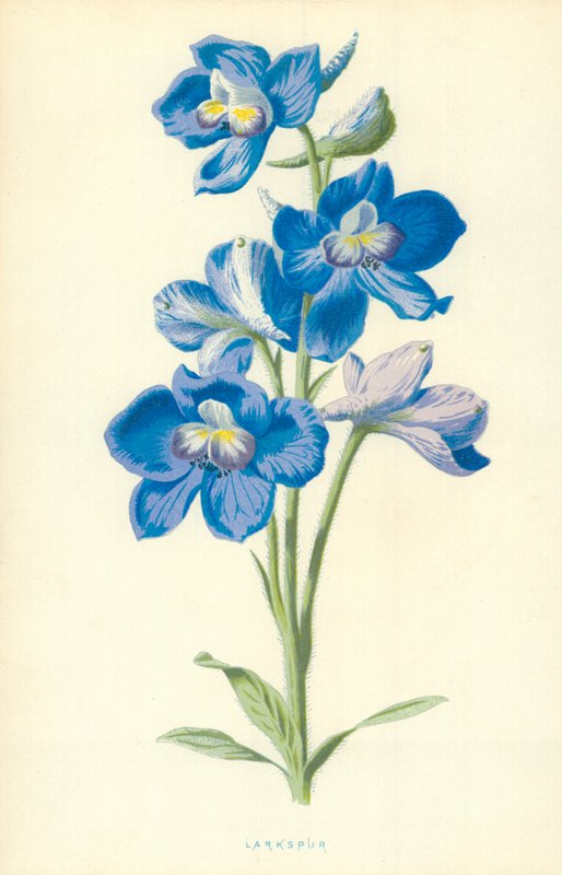 Rittersporn von Frederick Edward Hulme