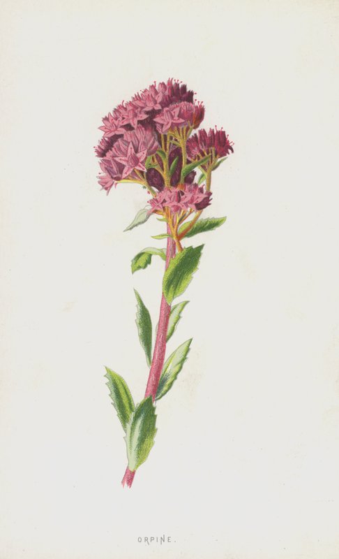 Fetthenne von Frederick Edward Hulme