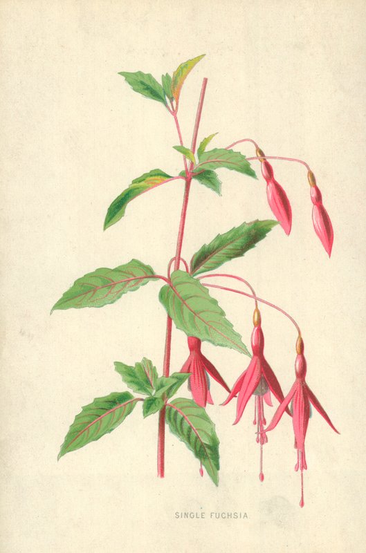 Einzelne Fuchsie von Frederick Edward Hulme