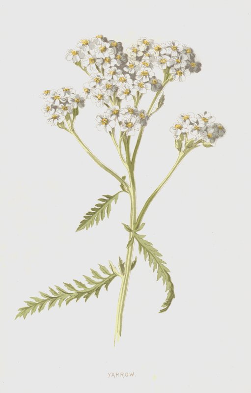 Schafgarbe von Frederick Edward Hulme